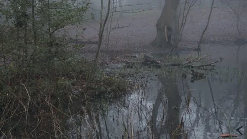 Ducks in a misty lake in a forest 動画素材 145219290