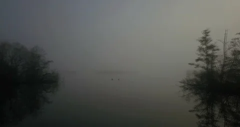 Ducks on Misty Pond Stock Footage 103270816