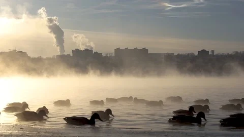 Ducks on the misty River against the backdrop of the city Stock Footage 99037877