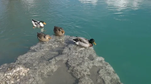 Ducks on the mountain river. Crystal clear water Stock Footage 91486330