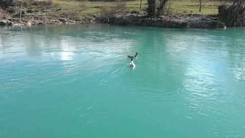 Ducks on the mountain river. Crystal clear water Stock Footage 91488645