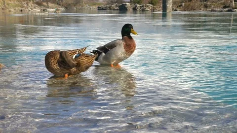 Ducks on the mountain river. Crystal clear water Stock Footage 91490114