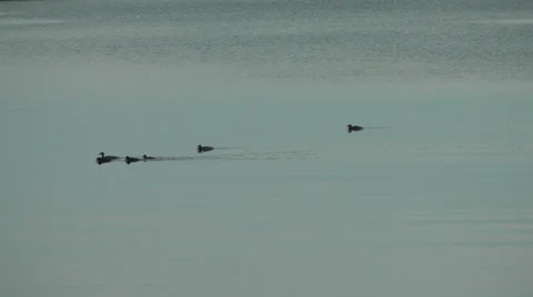 Ducks moving across water 库存影片 38033855