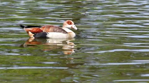 Ducks moving on the lake Stock Footage 24670574