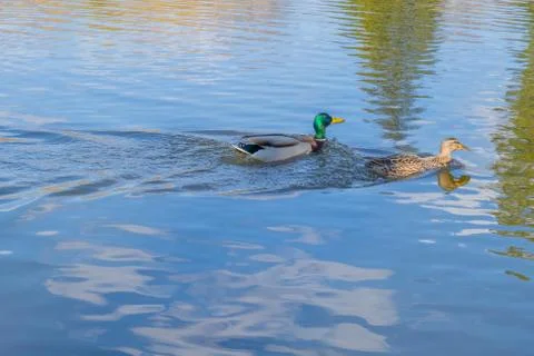 Ducks moving in pair on water Stock Photos