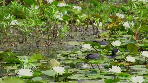 Ducks moving through the marsh in south Louisiana Video stock 74775737