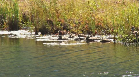 Ducks in the Muck Stock Footage 8548304