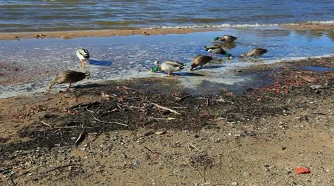 Ducks in the muck Stock Footage 22174912