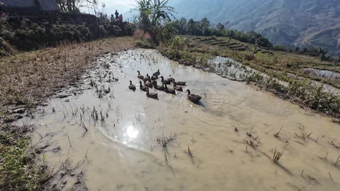 Ducks in muddy pond in mountain area of Vietnam Stock Footage 296266428