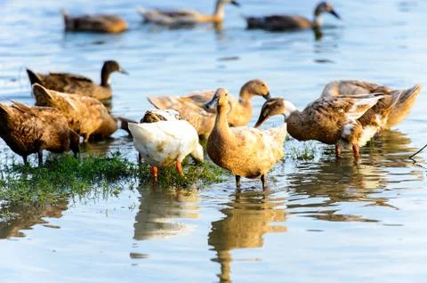 Ducks in Myanmar Stock Photos
