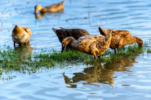 Ducks in Myanmar Stock Photos