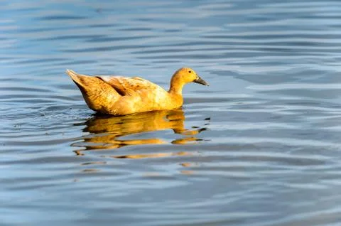 Ducks in Myanmar Stock Photos