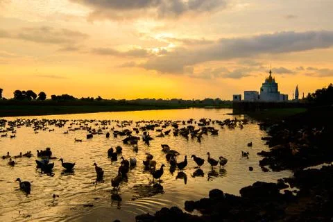 Ducks in Myanmar Stock Photos