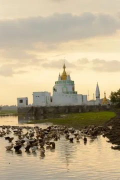 Ducks in Myanmar Stock Photos