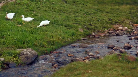 Ducks near creek Stock Footage 51664107