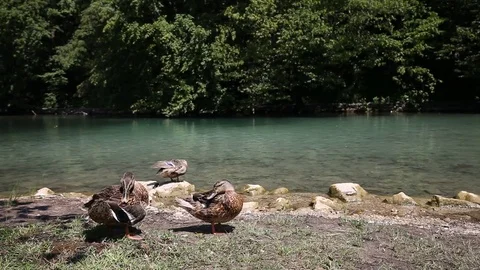 Ducks near the lake Stock Footage 79342276