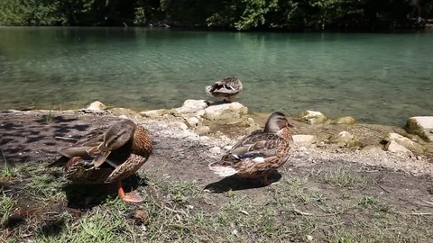 Ducks near the lake Stock Footage 79343059