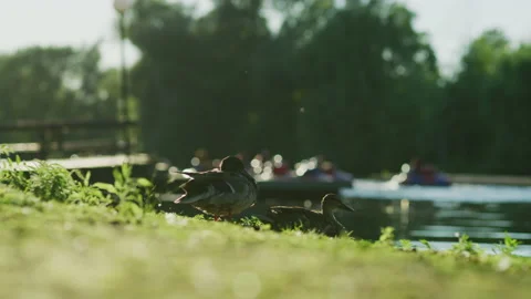 Ducks near a pond Stock Footage 217779462