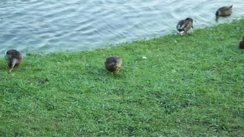 Ducks near the River Stock Footage 78766900