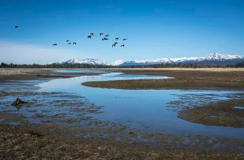 Ducks near the Salmon River Stock Photos