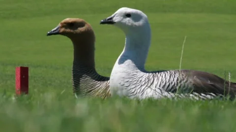 Ducks Neck Turn On The Green 스톡 동영상 765291