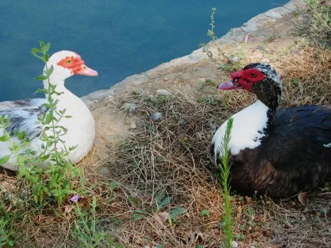 Ducks next to the lake Stock-Fotos
