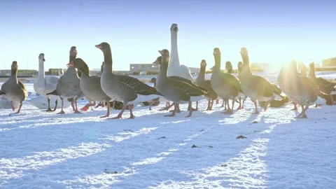 Ducks in Njardvik, Iceland Stock Footage 304385441