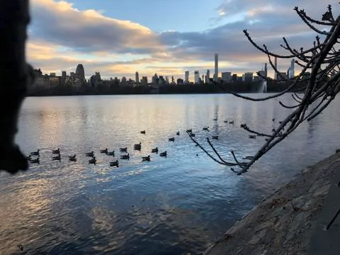 Ducks NYC 스톡 사진