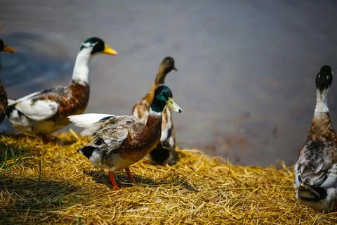 Ducks observing the surrounding Stock Photos