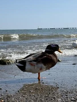 Ducks ocean shore Stock Photos