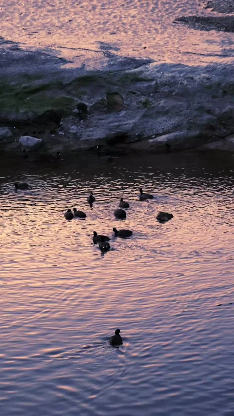 Ducks Ocean Sunset 4k Stock Footage 152963295