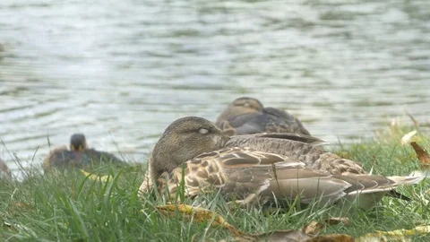 Ducks [Ontario, Canada] 1 Stock Footage 82756290