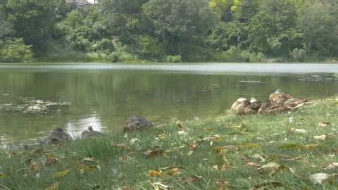 Ducks [Ontario, Canada] 2 Stock Footage 82754563