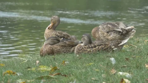 Ducks [Ontario, Canada] Stock Footage 82757003