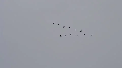 Ducks or geese fly in V-formation on background of grey sky Stock Footage 50116275