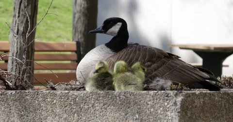 Ducks Or Goose In The Park At Spring Time With Her Babies 動画素材 113468803