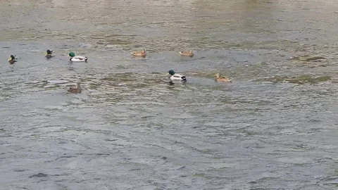 Ducks organize to swim in line Stock Footage 143205373