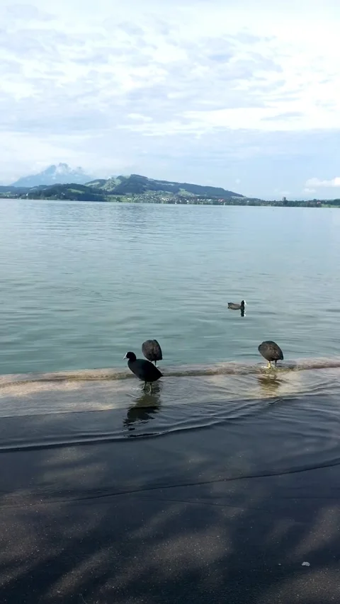 Ducks in an Overflowing Lake1 Stock Footage 163996283