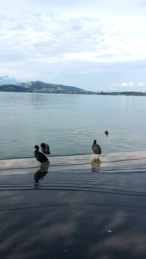 Ducks on an Overflowing Lake2 Stock Footage 163996276
