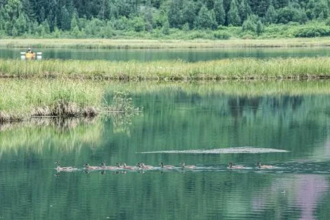 Ducks paddle in Alaska Stock Photos