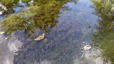 Ducks paddling in mossy water Stock Footage 77887089