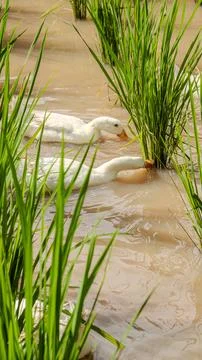 Ducks in a paddy field Stock Photos