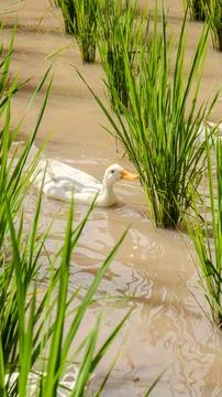 Ducks in a paddy field Stock Photos