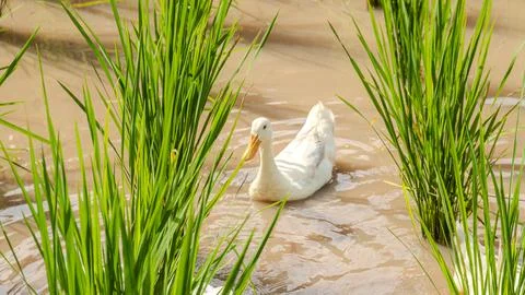 Ducks in a paddy field Stock Photos