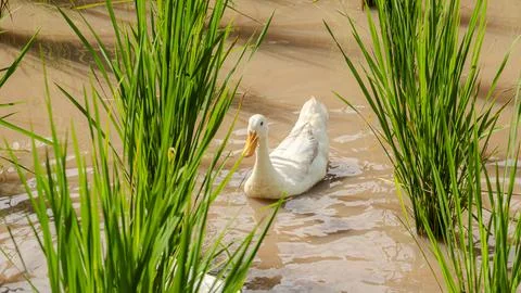 Ducks in a paddy field Stock Photos