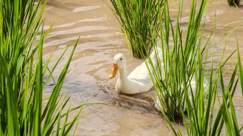 Ducks in a paddy field Stock Photos