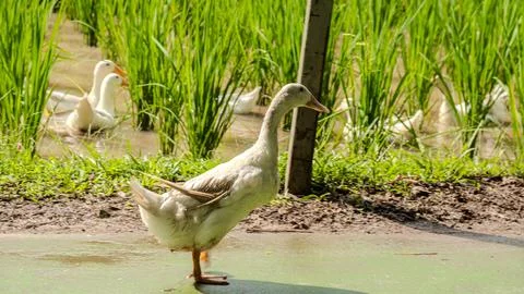 Ducks in a paddy field Foto stock