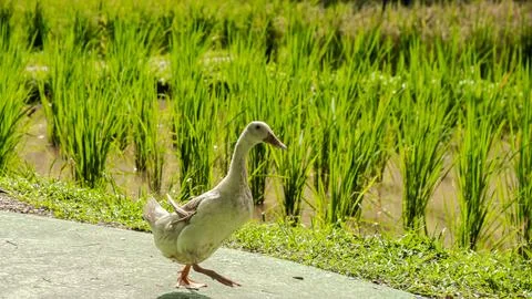Ducks in a paddy field Stock Photos