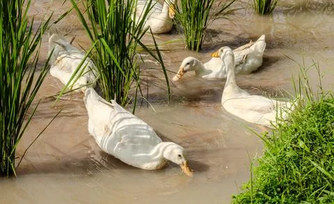 Ducks in a paddy field Stock Photos