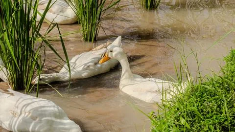 Ducks in a paddy field Foto stock